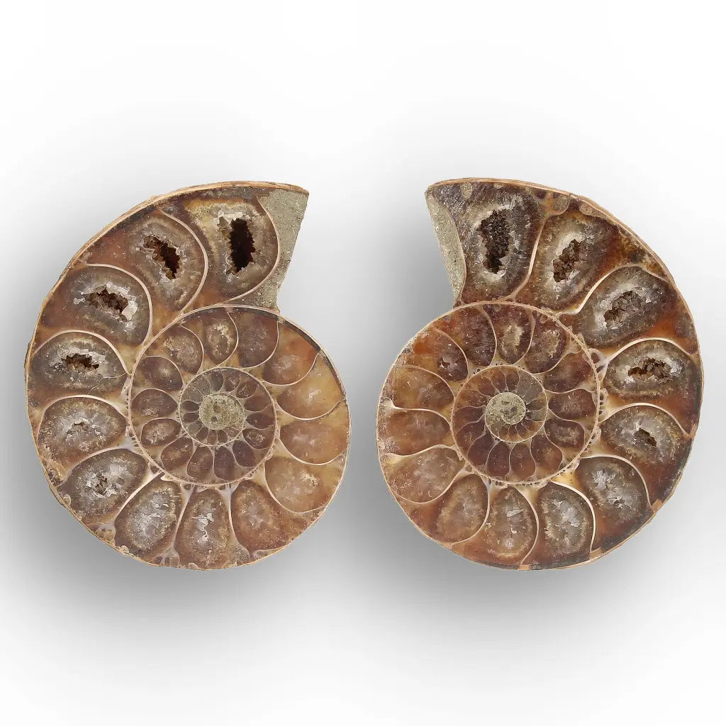Get your From Ancient Seas to Falling Stars – A Fossil & Meteorite Treasure Chest online now or in store at Forever Gems in Franschhoek, South Africa