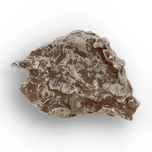 Get your Authentic Agoudal Meteorite Specimen from Morocco online now or in store at Forever Gems in Franschhoek, South Africa