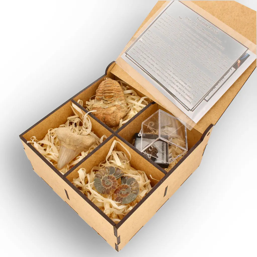 Get your From Ancient Seas to Falling Stars – A Fossil & Meteorite Treasure Chest online now or in store at Forever Gems in Franschhoek, South Africa