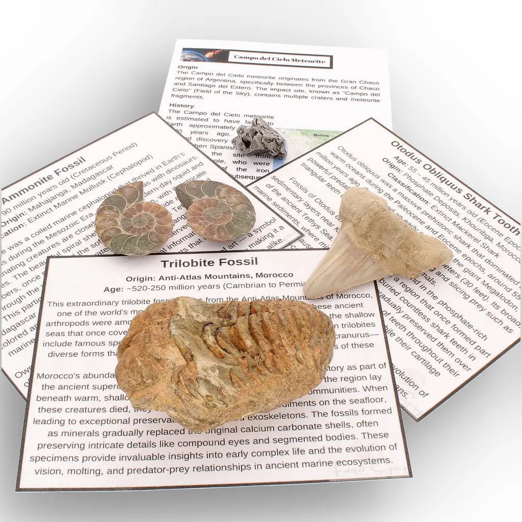 Get your From Ancient Seas to Falling Stars – A Fossil & Meteorite Treasure Chest online now or in store at Forever Gems in Franschhoek, South Africa