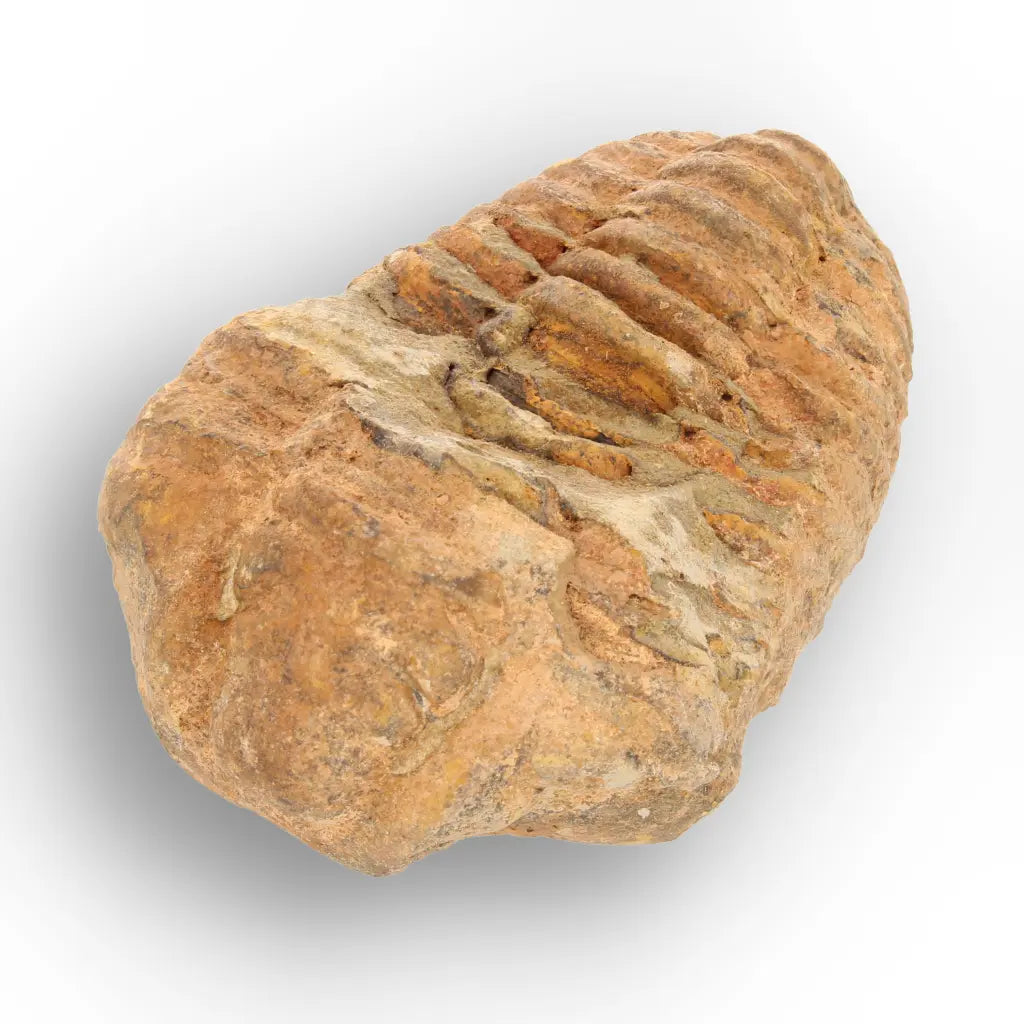Get your From Ancient Seas to Falling Stars – A Fossil & Meteorite Treasure Chest online now or in store at Forever Gems in Franschhoek, South Africa