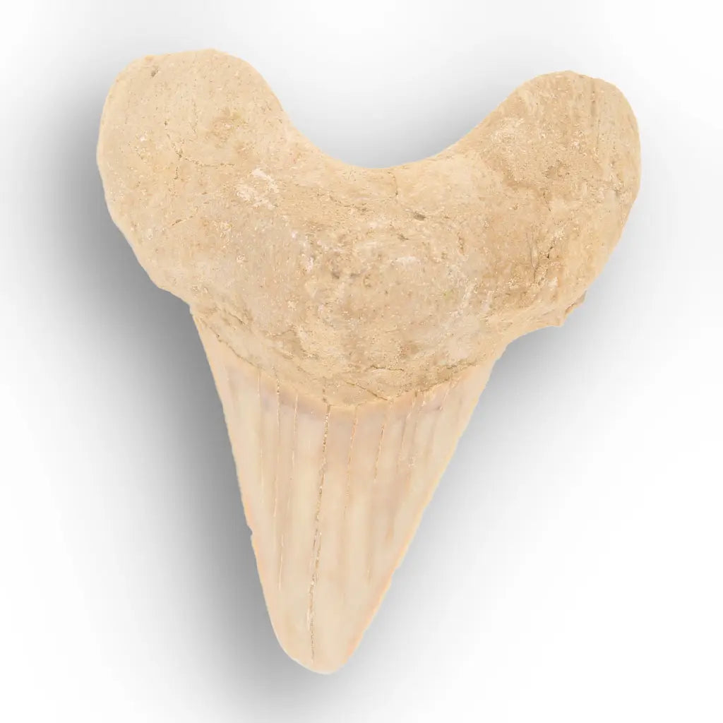 Get your From Ancient Seas to Falling Stars – A Fossil & Meteorite Treasure Chest online now or in store at Forever Gems in Franschhoek, South Africa