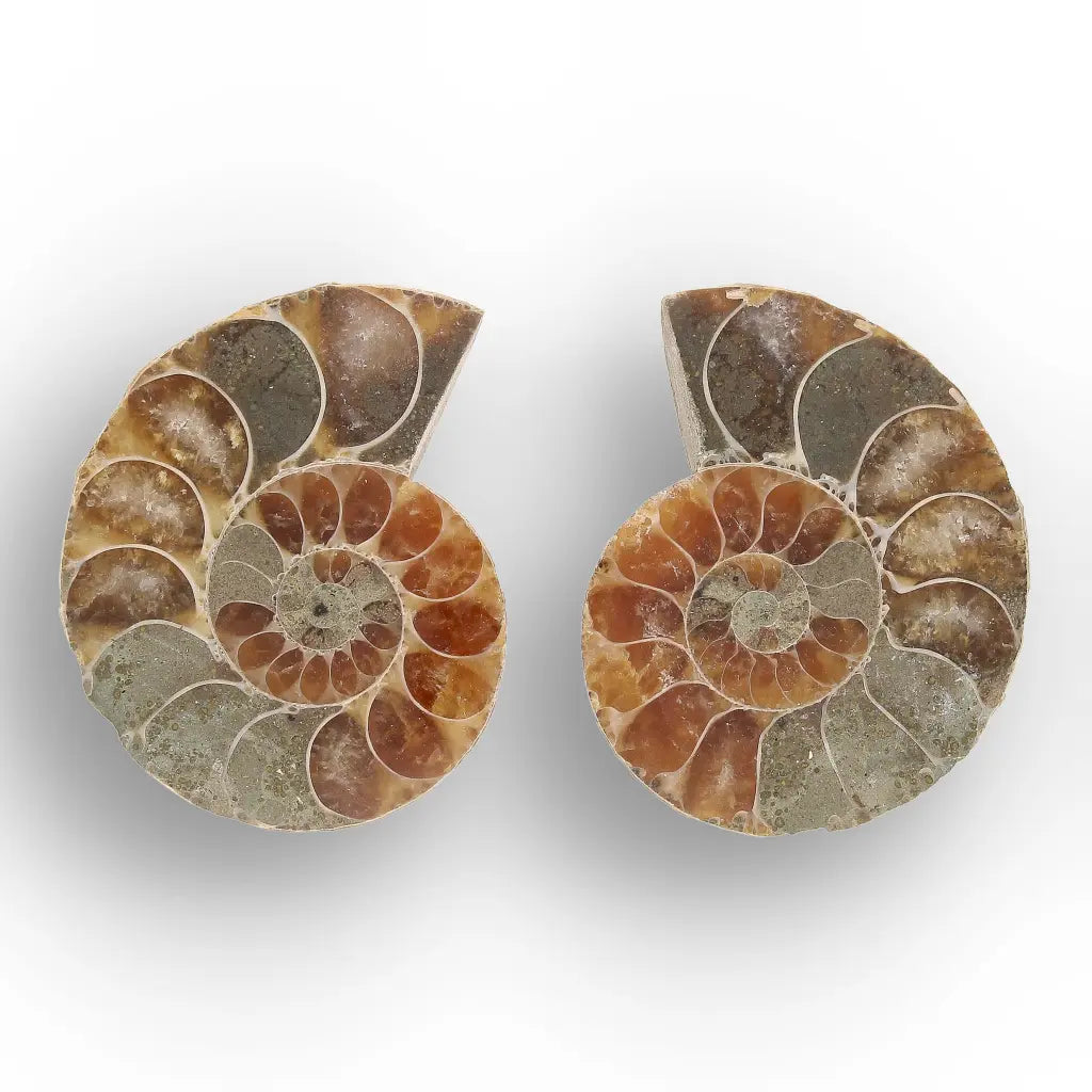 Get your From Ancient Seas to Falling Stars – A Fossil & Meteorite Treasure Chest online now or in store at Forever Gems in Franschhoek, South Africa