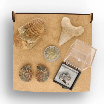 Get your From Ancient Seas to Falling Stars – A Fossil & Meteorite Treasure Chest online now or in store at Forever Gems in Franschhoek, South Africa