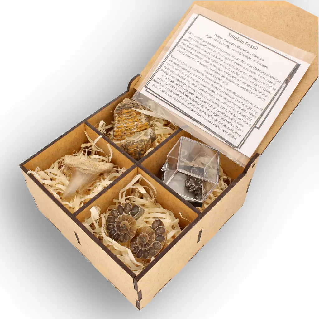 Get your From Ancient Seas to Falling Stars – A Fossil & Meteorite Treasure Chest online now or in store at Forever Gems in Franschhoek, South Africa