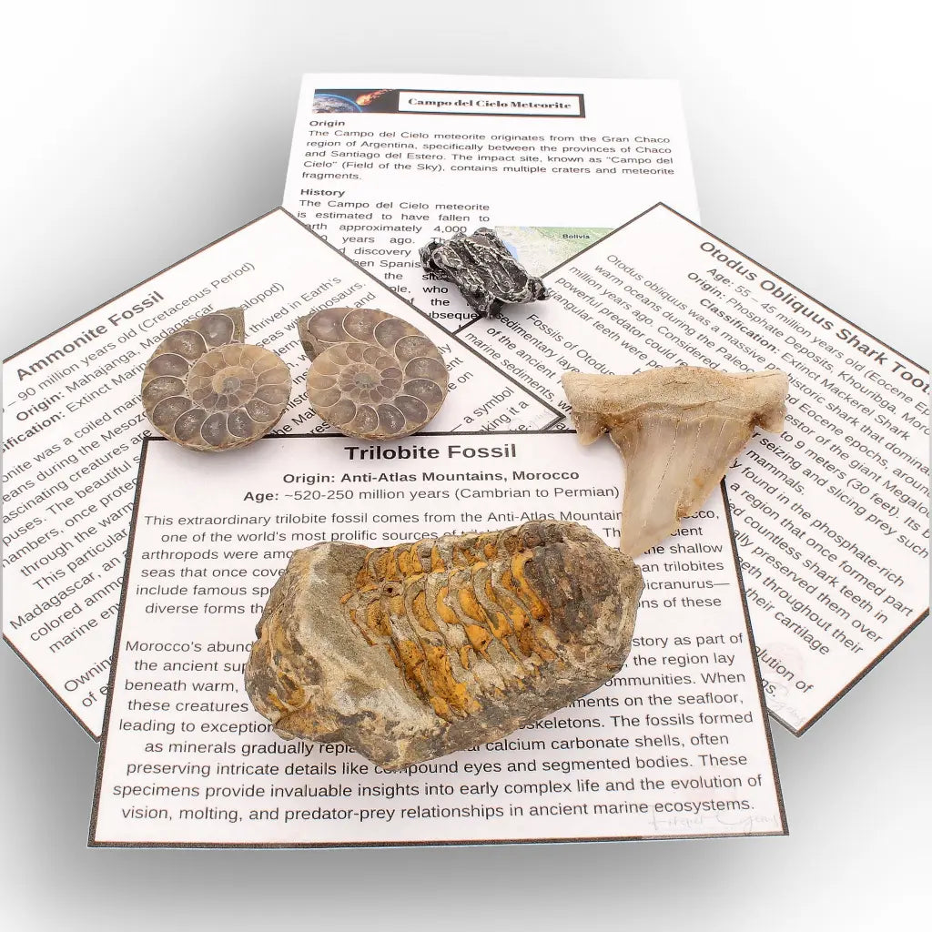 Get your From Ancient Seas to Falling Stars – A Fossil & Meteorite Treasure Chest online now or in store at Forever Gems in Franschhoek, South Africa