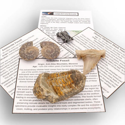 Get your From Ancient Seas to Falling Stars – A Fossil & Meteorite Treasure Chest online now or in store at Forever Gems in Franschhoek, South Africa