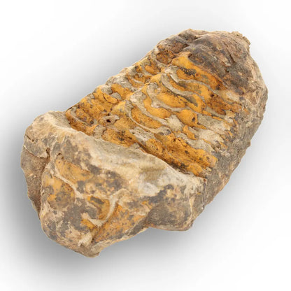 Get your From Ancient Seas to Falling Stars – A Fossil & Meteorite Treasure Chest online now or in store at Forever Gems in Franschhoek, South Africa