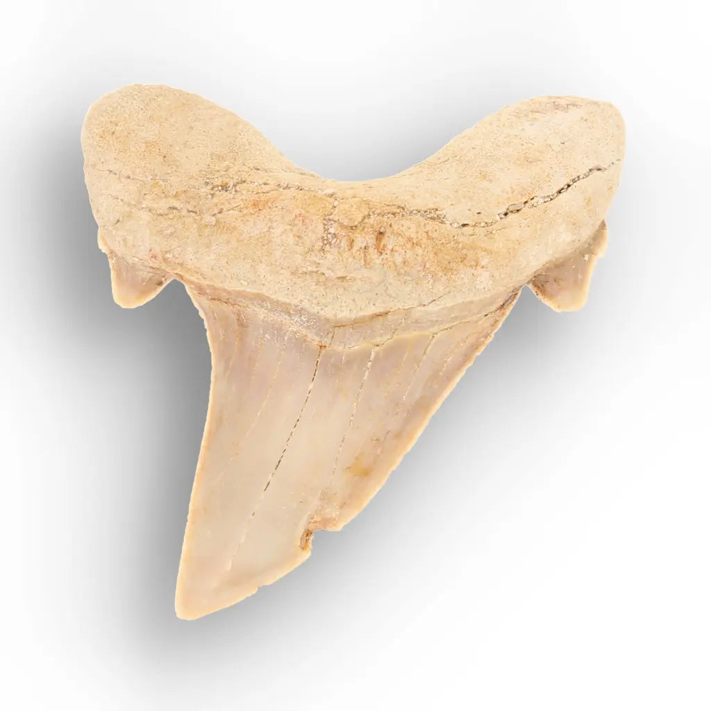 Get your From Ancient Seas to Falling Stars – A Fossil & Meteorite Treasure Chest online now or in store at Forever Gems in Franschhoek, South Africa