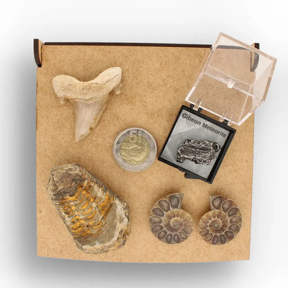 Get your From Ancient Seas to Falling Stars – A Fossil & Meteorite Treasure Chest online now or in store at Forever Gems in Franschhoek, South Africa