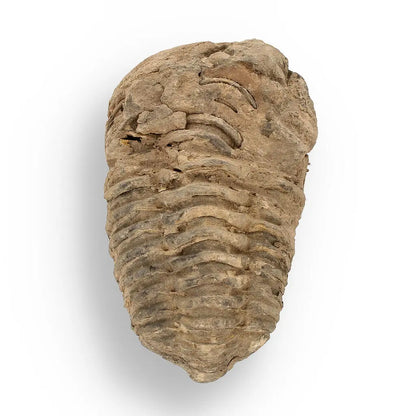 Buy your Calymene (Colpocoryphe) Trilobite Fossils – Ancient Ocean Relics online now or in store at Forever Gems in Franschhoek, South Africa
