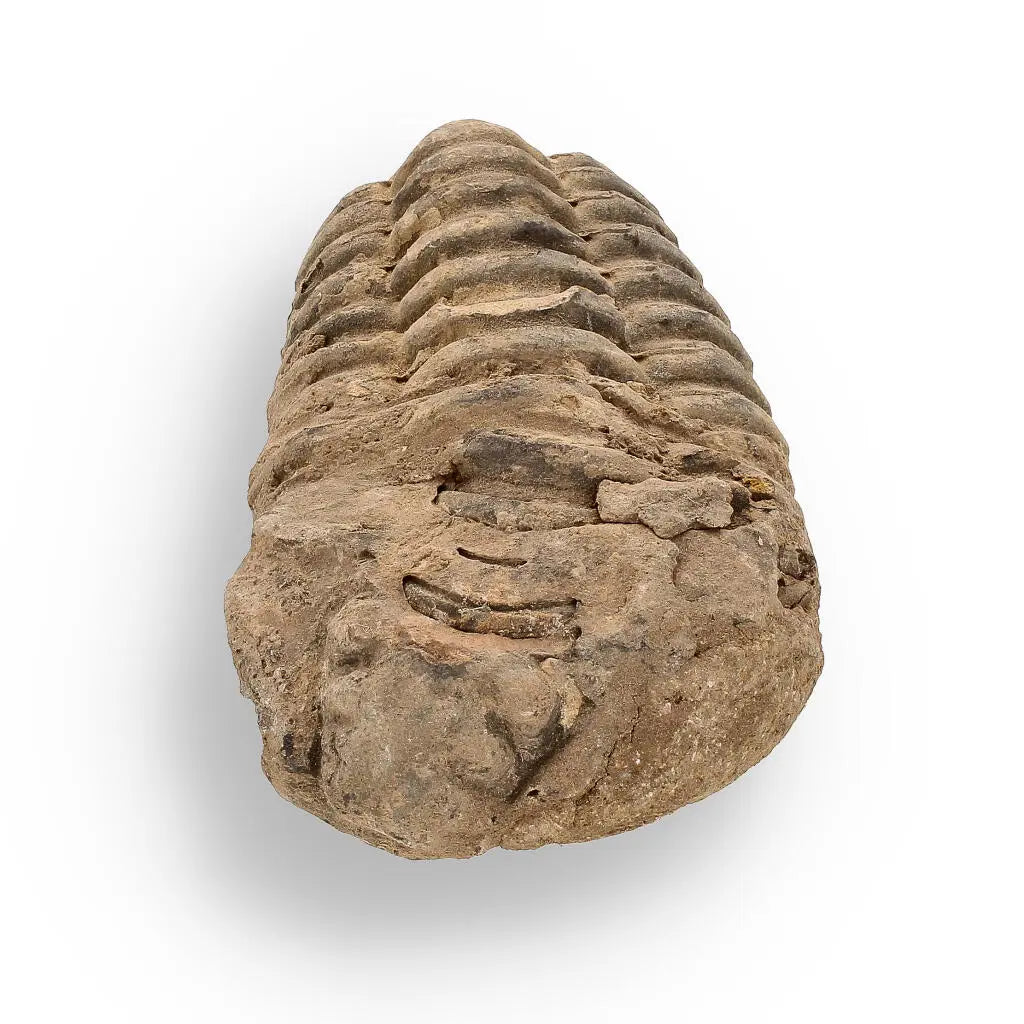 Buy your Calymene (Colpocoryphe) Trilobite Fossils – Ancient Ocean Relics online now or in store at Forever Gems in Franschhoek, South Africa