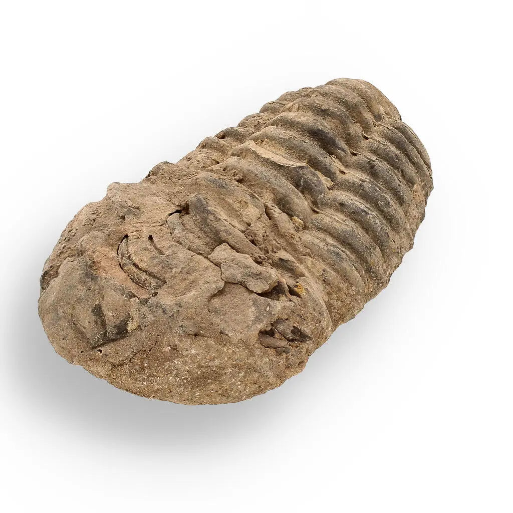 Buy your Calymene (Colpocoryphe) Trilobite Fossils – Ancient Ocean Relics online now or in store at Forever Gems in Franschhoek, South Africa