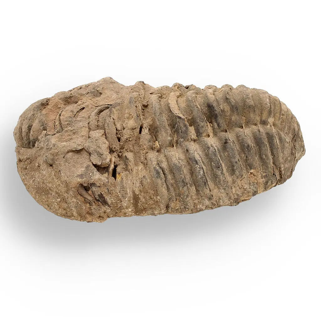 Buy your Calymene (Colpocoryphe) Trilobite Fossils – Ancient Ocean Relics online now or in store at Forever Gems in Franschhoek, South Africa