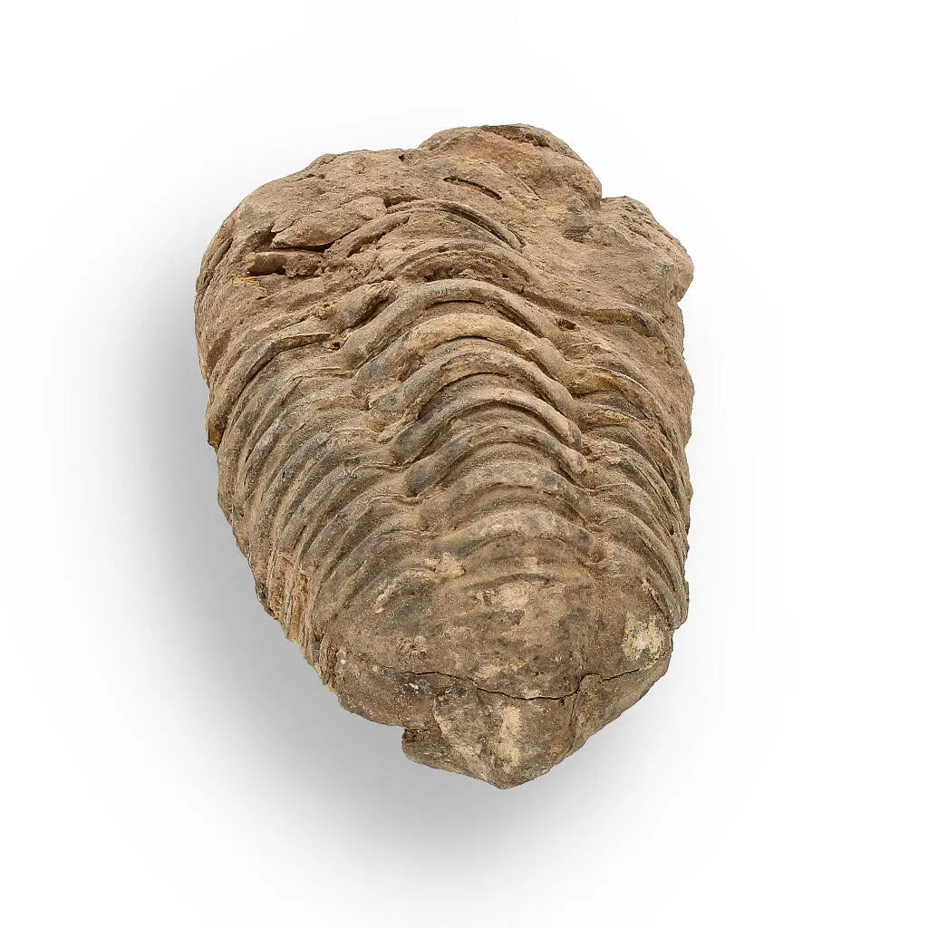 Buy your Calymene (Colpocoryphe) Trilobite Fossils – Ancient Ocean Relics online now or in store at Forever Gems in Franschhoek, South Africa