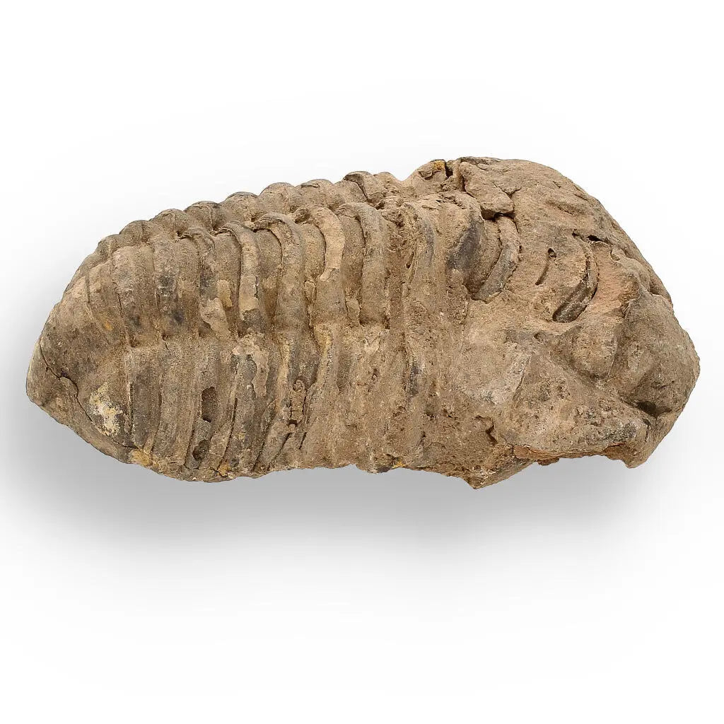Buy your Calymene (Colpocoryphe) Trilobite Fossils – Ancient Ocean Relics online now or in store at Forever Gems in Franschhoek, South Africa