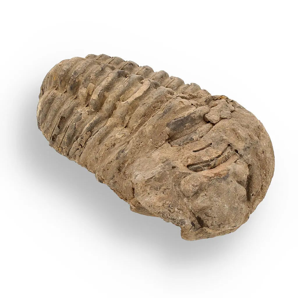 Buy your Calymene (Colpocoryphe) Trilobite Fossils – Ancient Ocean Relics online now or in store at Forever Gems in Franschhoek, South Africa