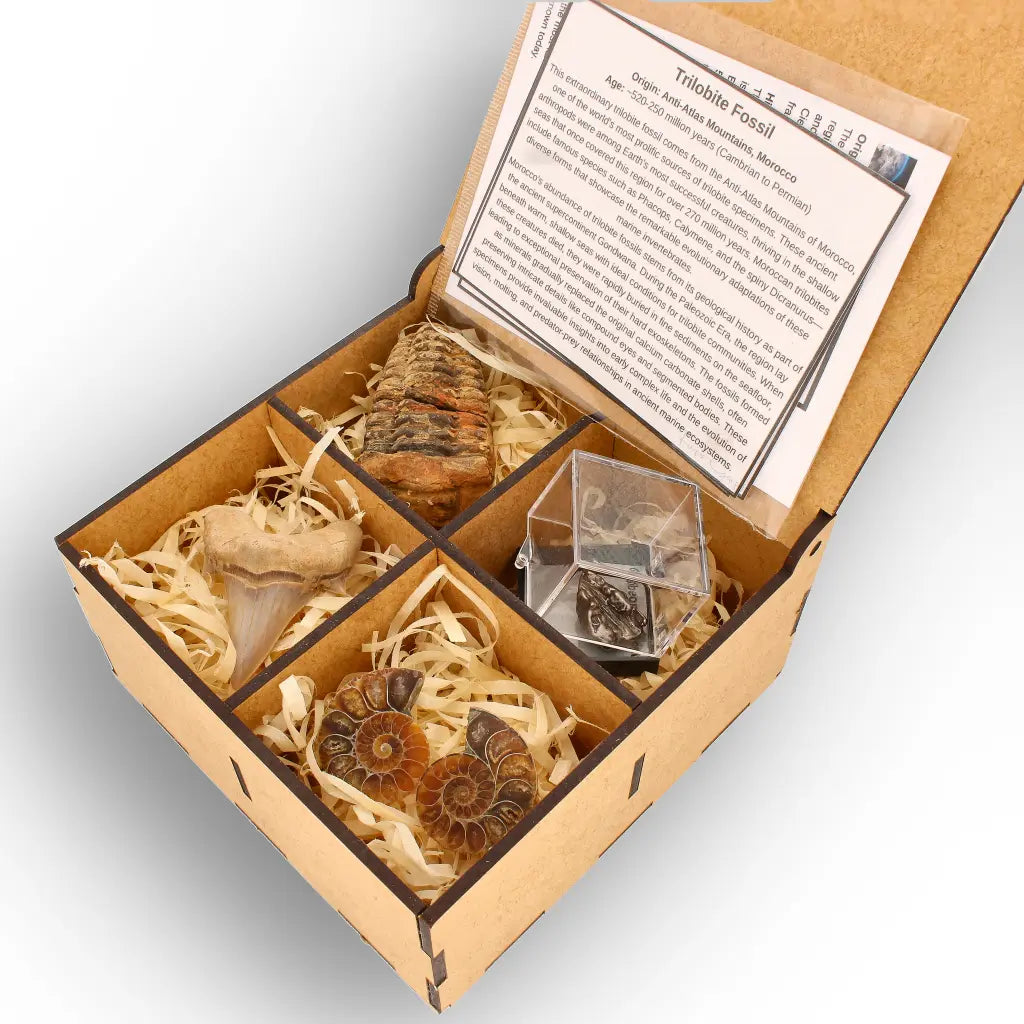 Get your From Ancient Seas to Falling Stars – A Fossil & Meteorite Treasure Chest online now or in store at Forever Gems in Franschhoek, South Africa