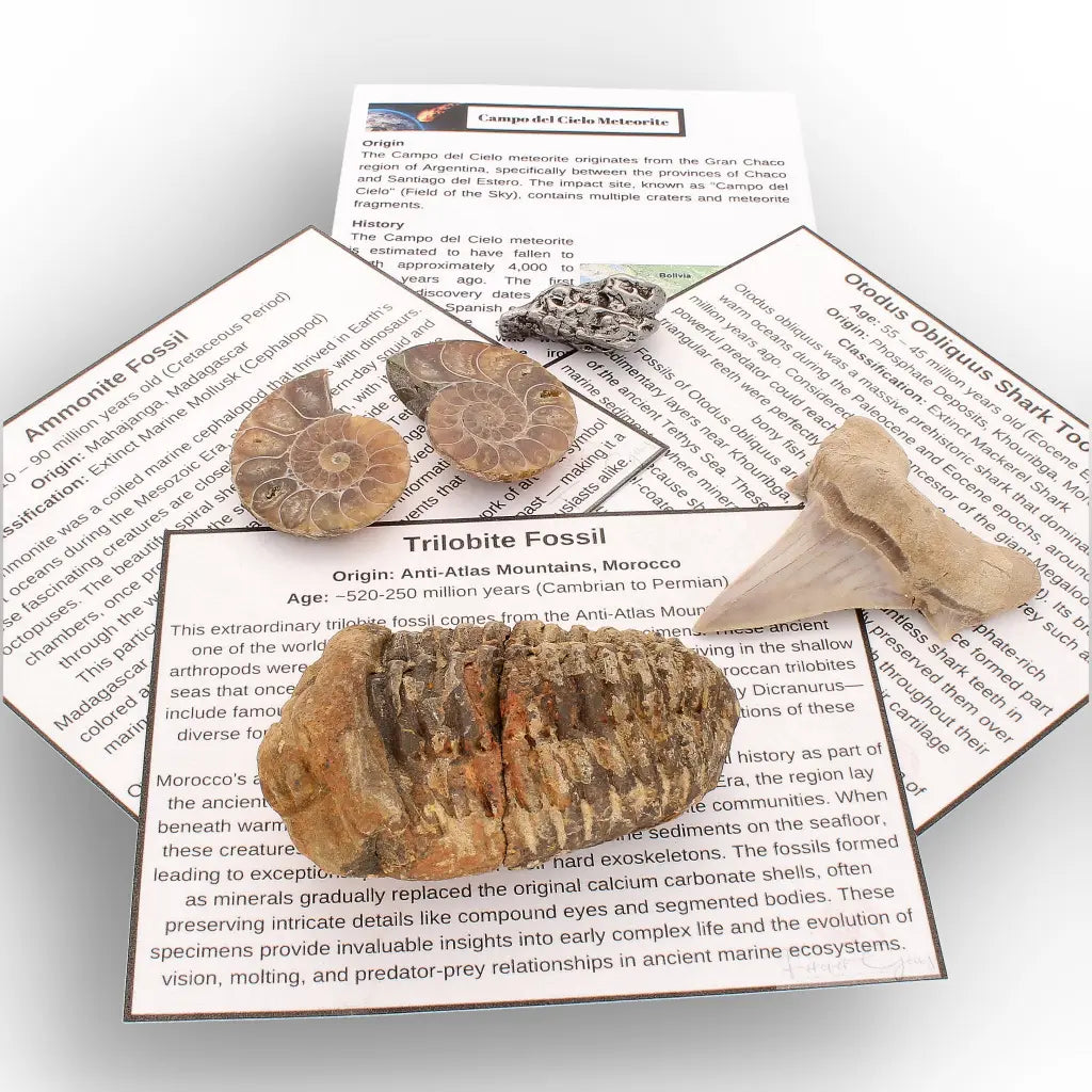 Get your From Ancient Seas to Falling Stars – A Fossil & Meteorite Treasure Chest online now or in store at Forever Gems in Franschhoek, South Africa