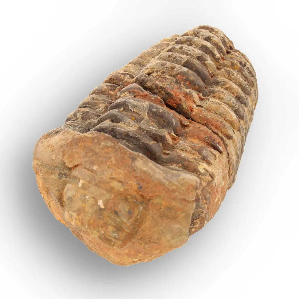 Get your From Ancient Seas to Falling Stars – A Fossil & Meteorite Treasure Chest online now or in store at Forever Gems in Franschhoek, South Africa