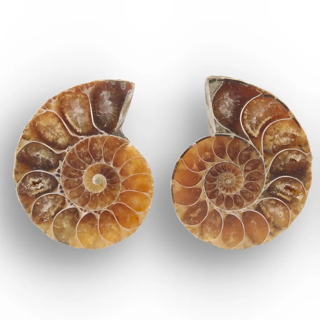 Get your From Ancient Seas to Falling Stars – A Fossil & Meteorite Treasure Chest online now or in store at Forever Gems in Franschhoek, South Africa