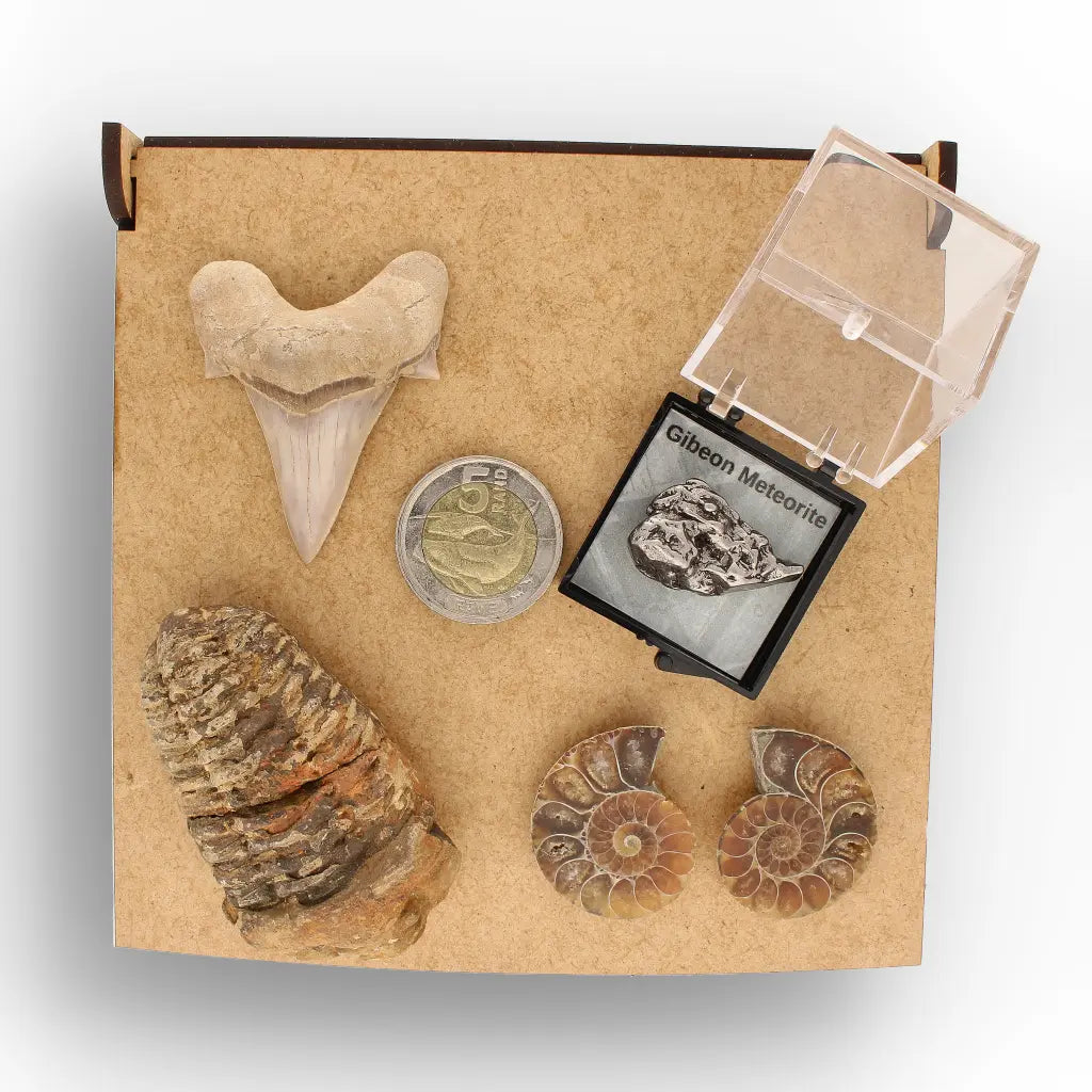 Get your From Ancient Seas to Falling Stars – A Fossil & Meteorite Treasure Chest online now or in store at Forever Gems in Franschhoek, South Africa