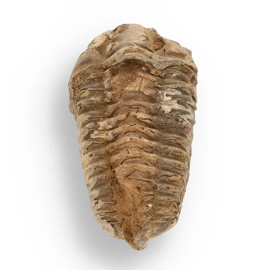 Buy your Calymene (Colpocoryphe) Trilobite Fossils – Prehistoric Time Travelers online now or in store at Forever Gems in Franschhoek, South Africa