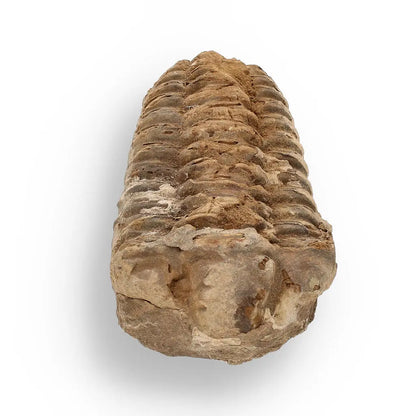 Buy your Calymene (Colpocoryphe) Trilobite Fossils – Prehistoric Time Travelers online now or in store at Forever Gems in Franschhoek, South Africa