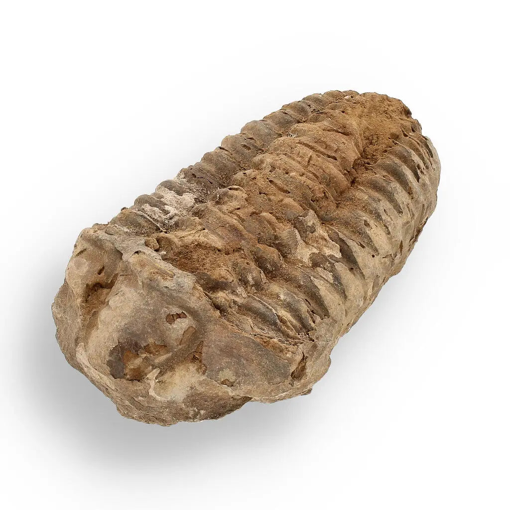 Buy your Calymene (Colpocoryphe) Trilobite Fossils – Prehistoric Time Travelers online now or in store at Forever Gems in Franschhoek, South Africa