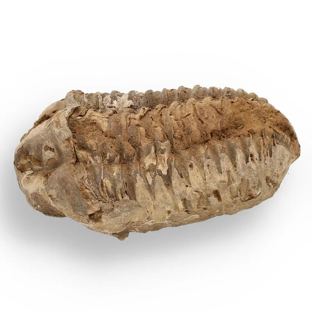 Buy your Calymene (Colpocoryphe) Trilobite Fossils – Prehistoric Time Travelers online now or in store at Forever Gems in Franschhoek, South Africa
