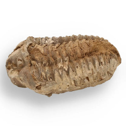 Buy your Calymene (Colpocoryphe) Trilobite Fossils – Prehistoric Time Travelers online now or in store at Forever Gems in Franschhoek, South Africa