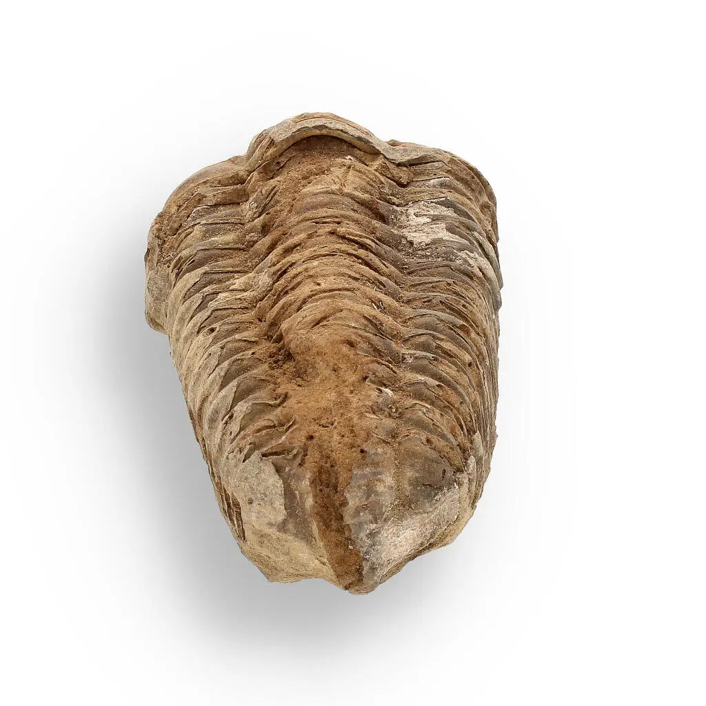 Buy your Calymene (Colpocoryphe) Trilobite Fossils – Prehistoric Time Travelers online now or in store at Forever Gems in Franschhoek, South Africa
