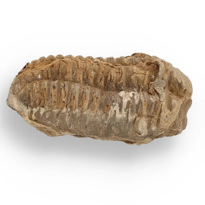 Buy your Calymene (Colpocoryphe) Trilobite Fossils – Prehistoric Time Travelers online now or in store at Forever Gems in Franschhoek, South Africa