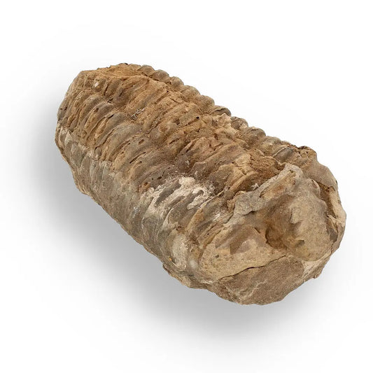 Buy your Calymene (Colpocoryphe) Trilobite Fossils – Prehistoric Time Travelers online now or in store at Forever Gems in Franschhoek, South Africa