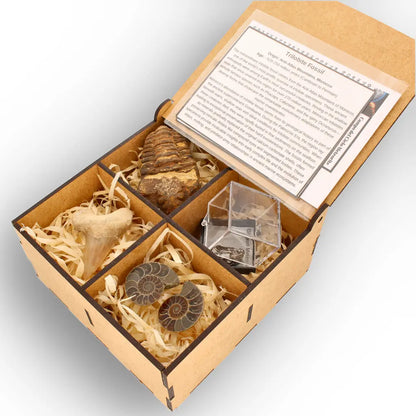 Get your From Ancient Seas to Falling Stars – A Fossil & Meteorite Treasure Chest online now or in store at Forever Gems in Franschhoek, South Africa