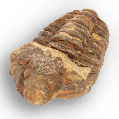 Get your From Ancient Seas to Falling Stars – A Fossil & Meteorite Treasure Chest online now or in store at Forever Gems in Franschhoek, South Africa