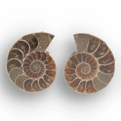 Get your From Ancient Seas to Falling Stars – A Fossil & Meteorite Treasure Chest online now or in store at Forever Gems in Franschhoek, South Africa