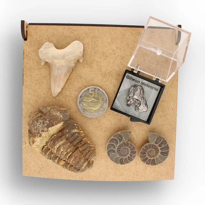 Get your From Ancient Seas to Falling Stars – A Fossil & Meteorite Treasure Chest online now or in store at Forever Gems in Franschhoek, South Africa