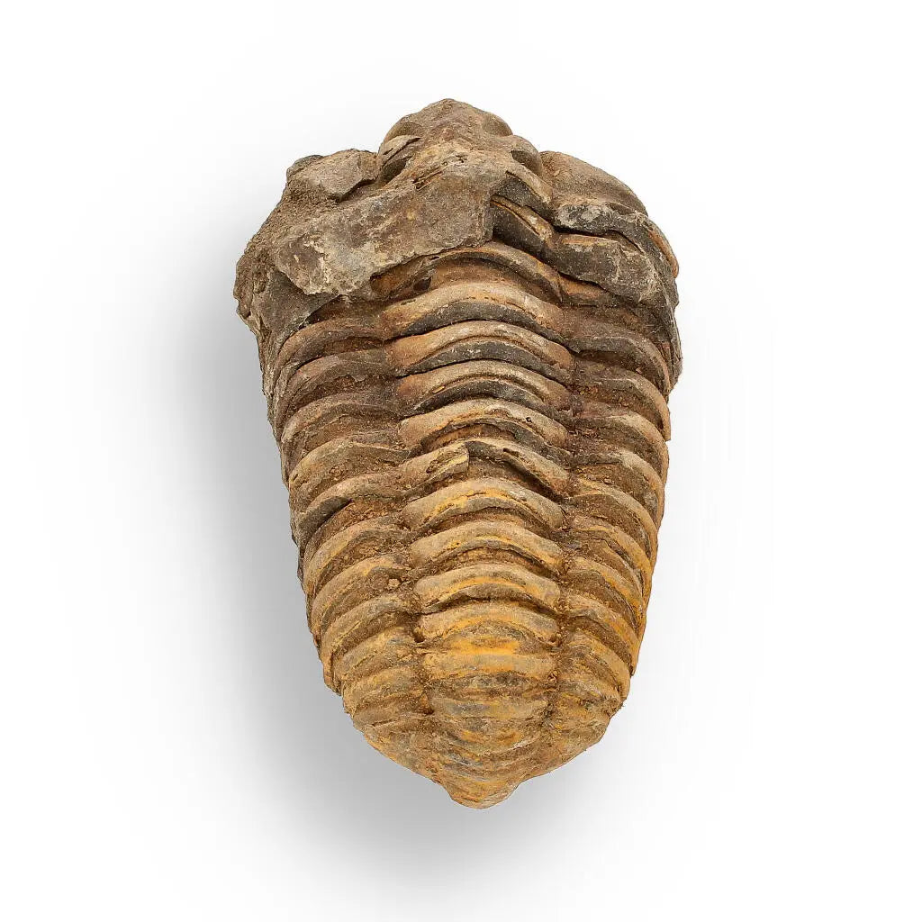 Buy your Calymene (Colpocoryphe) Trilobite Fossils – 400-Million-Year Marvels online now or in store at Forever Gems in Franschhoek, South Africa