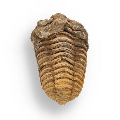 Buy your Calymene (Colpocoryphe) Trilobite Fossils – 400-Million-Year Marvels online now or in store at Forever Gems in Franschhoek, South Africa