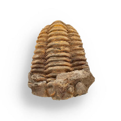 Buy your Calymene (Colpocoryphe) Trilobite Fossils – 400-Million-Year Marvels online now or in store at Forever Gems in Franschhoek, South Africa