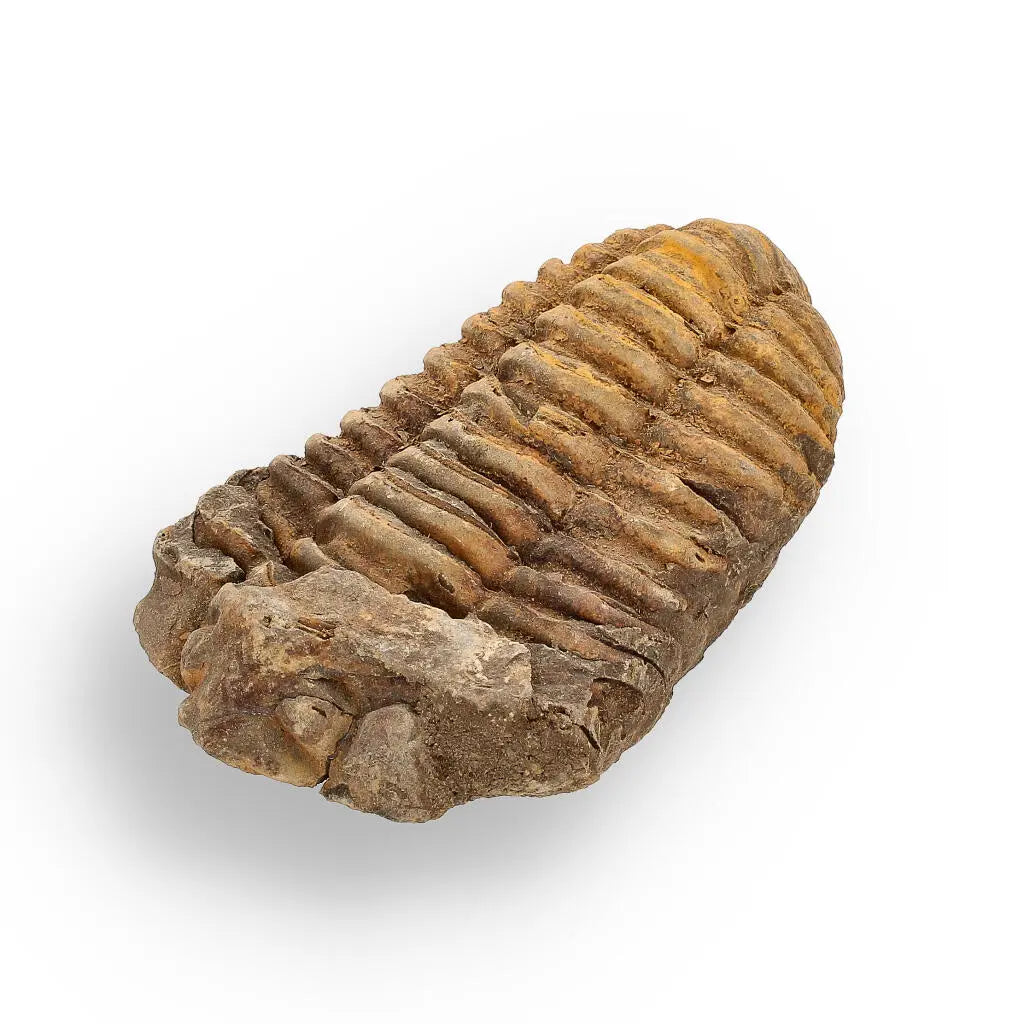 Buy your Calymene (Colpocoryphe) Trilobite Fossils – 400-Million-Year Marvels online now or in store at Forever Gems in Franschhoek, South Africa