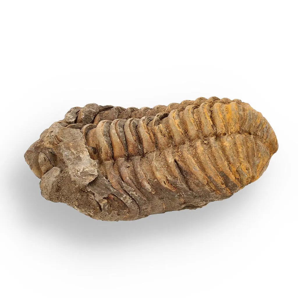 Buy your Calymene (Colpocoryphe) Trilobite Fossils – 400-Million-Year Marvels online now or in store at Forever Gems in Franschhoek, South Africa