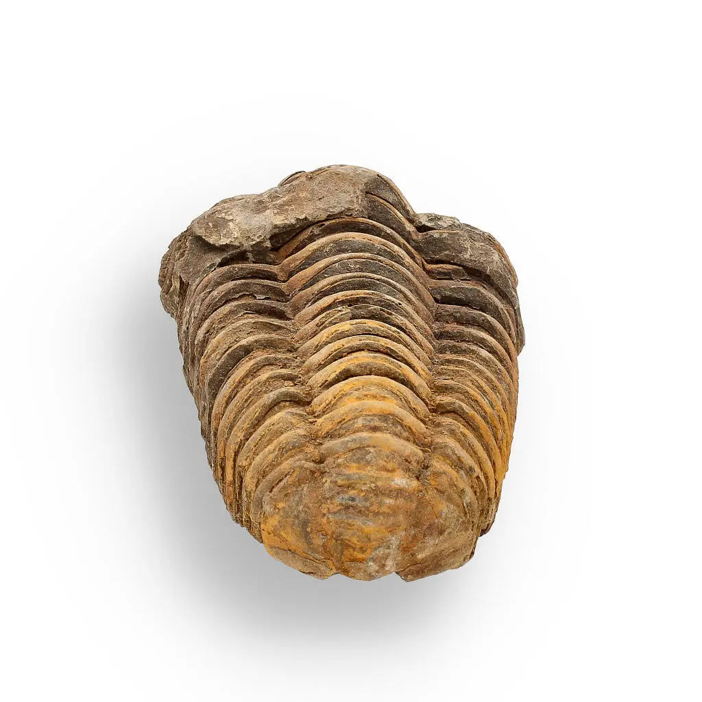 Buy your Calymene (Colpocoryphe) Trilobite Fossils – 400-Million-Year Marvels online now or in store at Forever Gems in Franschhoek, South Africa