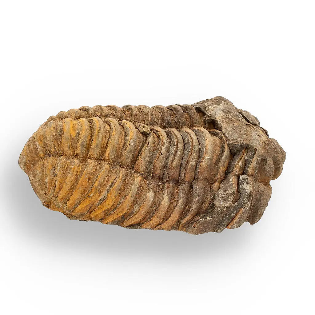 Buy your Calymene (Colpocoryphe) Trilobite Fossils – 400-Million-Year Marvels online now or in store at Forever Gems in Franschhoek, South Africa