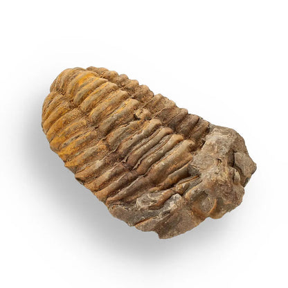 Buy your Calymene (Colpocoryphe) Trilobite Fossils – 400-Million-Year Marvels online now or in store at Forever Gems in Franschhoek, South Africa