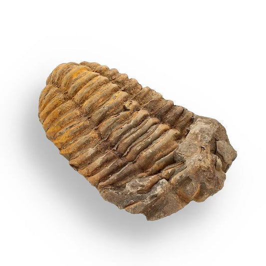 Buy your Calymene (Colpocoryphe) Trilobite Fossils – 400-Million-Year Marvels online now or in store at Forever Gems in Franschhoek, South Africa