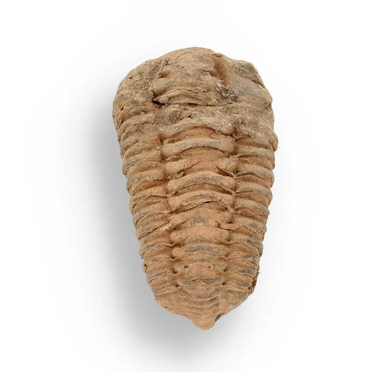 Buy your Calymene (Colpocoryphe) Trilobite Fossils – Fossilized Ocean Explorers online now or in store at Forever Gems in Franschhoek, South Africa