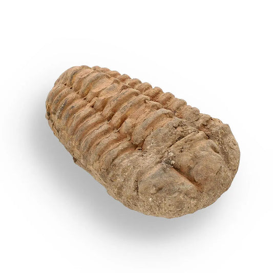 Buy your Calymene (Colpocoryphe) Trilobite Fossils – Fossilized Ocean Explorers online now or in store at Forever Gems in Franschhoek, South Africa