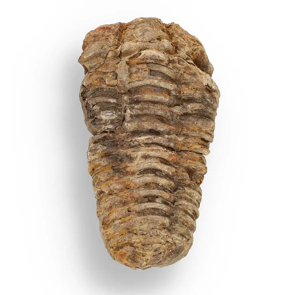 Buy your Calymene (Colpocoryphe) Trilobite Fossils – Timeless Cambrian Treasures online now or in store at Forever Gems in Franschhoek, South Africa